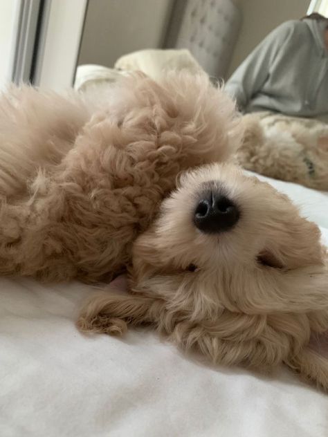 Maltipoo Aesthetic, Celebrity Dogs, Dog Mommy, Famous Dogs, How To Be Happy, Cute Animals Puppies, Very Cute Dogs, Really Cute Dogs, Vanilla Girl