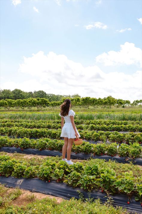 Strawberry Picking Pictures, Vineyard Photography, Strawberry Field, Sunflower Photography, Mahabaleshwar, Strawberry Farm, Strawberry Picking, Aesthetic Photoshoot, Soft Girl Aesthetic