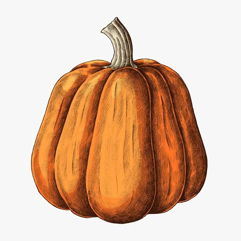 Fresh ripe pumpkin drawing illustration | premium image by rawpixel.com / sasi #Illustration #foodblogger #foodanddrink #foodie #healthyfood Pumpkin Drawing Ideas, Carrot Drawing, Pineapple Drawing, Pumpkin Drawing, Vegetable Illustration, Pumpkin Illustration, Pumpkin Vector, Vintage Pumpkin, Pumpkin Carving Templates