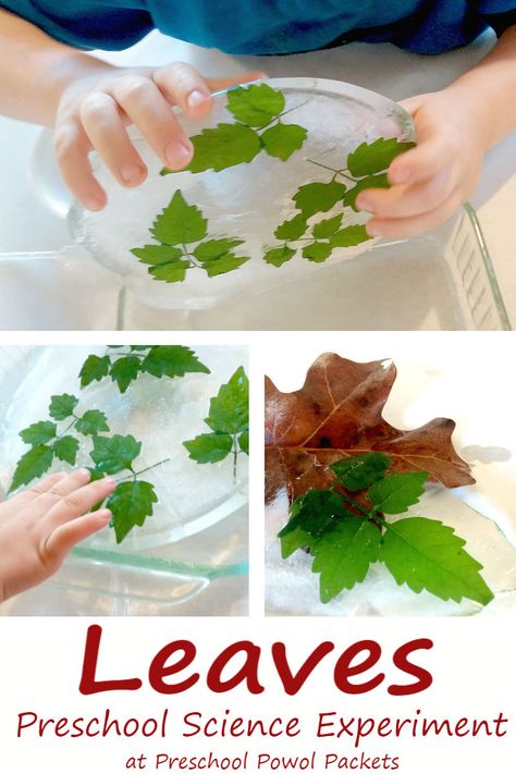 Preschool science experiment with leaves! Great investigation for great minds in little bodies! Also makes a fun STEM activity! Part of the Virtual Book Club for Kids! Leaves Preschool, Leaf Science, Preschool Displays, Book Club For Kids, Fun Stem Activities, Fall Science, Preschool Science Activities, Science Experiments For Preschoolers, Nature Science