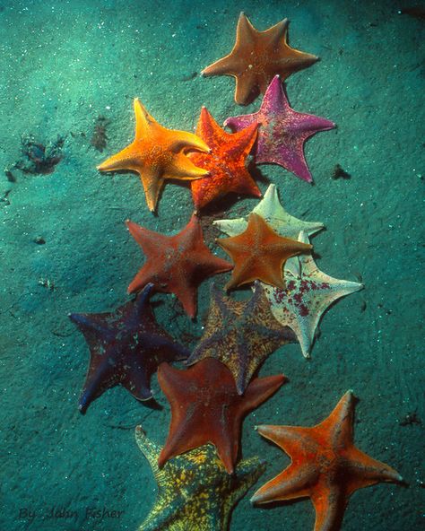 Pacific Star Cluster | Sea Stars in the sand. Monterey Bay C… | Flickr Sea Life Reference, Sea Life Photos, Cool Sea Animals, Sea Shell Collage, Pretty Sea Creatures, Sea Fish Photography, Sea Animal Aesthetic, Ocean Life Aesthetic, Starfish Anatomy