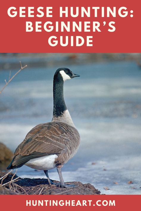 Bird Hunting Gear, Duck Hunting Dog Training, Barnacle Goose, Hunting Dog Quotes Duck, Egyptian Geese, African Goose, Snow Goose Hunting, Hunting With Horses, Hunting Fashion