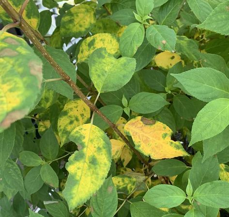 Hydrangea Leaves Turning Yellow, Plant Leaves Turning Yellow, Hydrangea Plant, Holly Plant, Hydrangea Tree, Plants That Attract Butterflies, Raspberry Plants, Hydrangea Leaves, Live Aquarium Plants