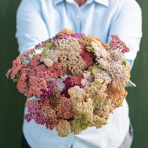 New Flower Seeds & Bulbs for 2021 | Johnny's Selected Seeds Yarrow Flower, Long Vase, Achillea Millefolium, Cut Flower Garden, Summer Berries, Plant Spacing, Fresh Cut Flowers, Garden Pests, Perennial Garden