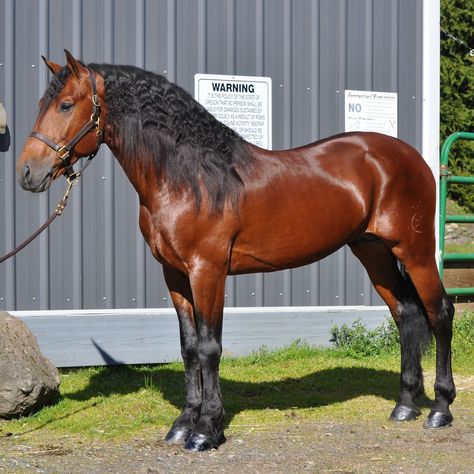 Friesian/Quarter Horse cross. The best of both breeds. This horse is a beauty... Percheron Quarter Horse Cross, Friesian Cross Horse, Warlander Horse, Quarter Horse Stallion, Stallion Horse, Stallion Horses, Bay Horse, Andalusian Horse, American Quarter Horse