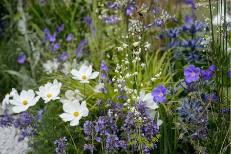 Cosmos Container, Hardy Geranium, Garden Border, Garden Inspo, Plants To Grow, Cosmos Flowers, Fall Planters, Black Holes, Cut Flower Garden