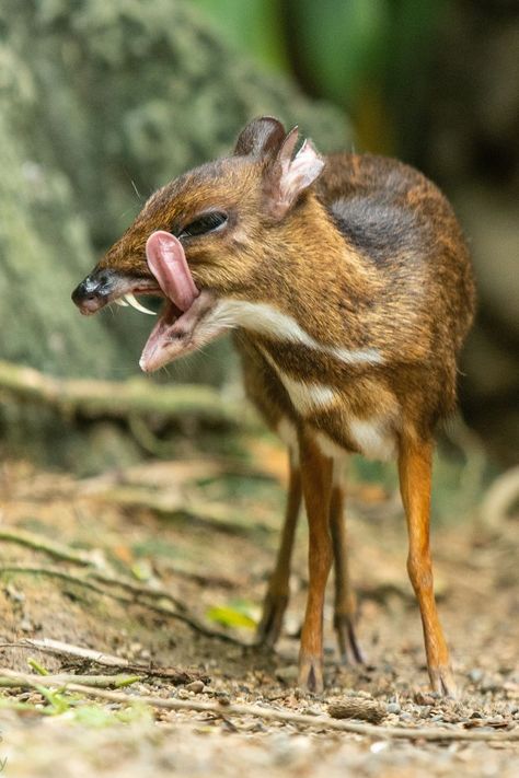 Mouse Deer, Water Deer, Dog Jokes, Interesting Animals, Unusual Animals, Rare Animals, Wildlife Photos, Majestic Animals, Little Critter