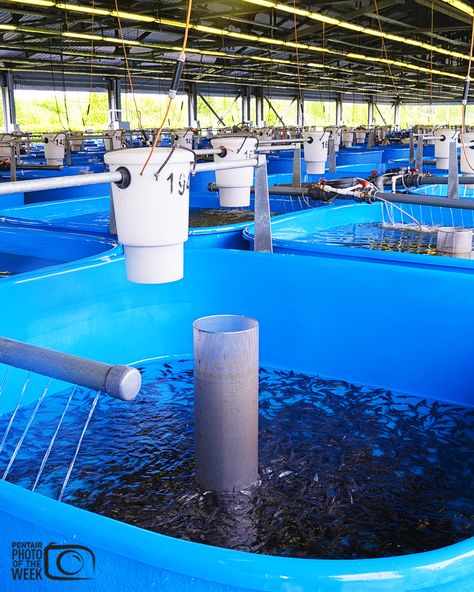 In this week's Pentair AES featured photo, check out these #sturgeon #fingerlings inside a recirculating aquaculture facility with automatic feeders above their tanks. Take a peek inside #ThePentairLife * * * * * * #fishfarming #caviar #RAS #fish #fishfarmer #fishery #hatchery #sturgeonfarm #sustainableseafood #pentairaes Aqua Ponics, Fish Farming Ponds, Catfish Pond, Fish Production, Aquaculture Fish, Fish Farm, Fish Hatchery, Farming Business, Sustainable Seafood