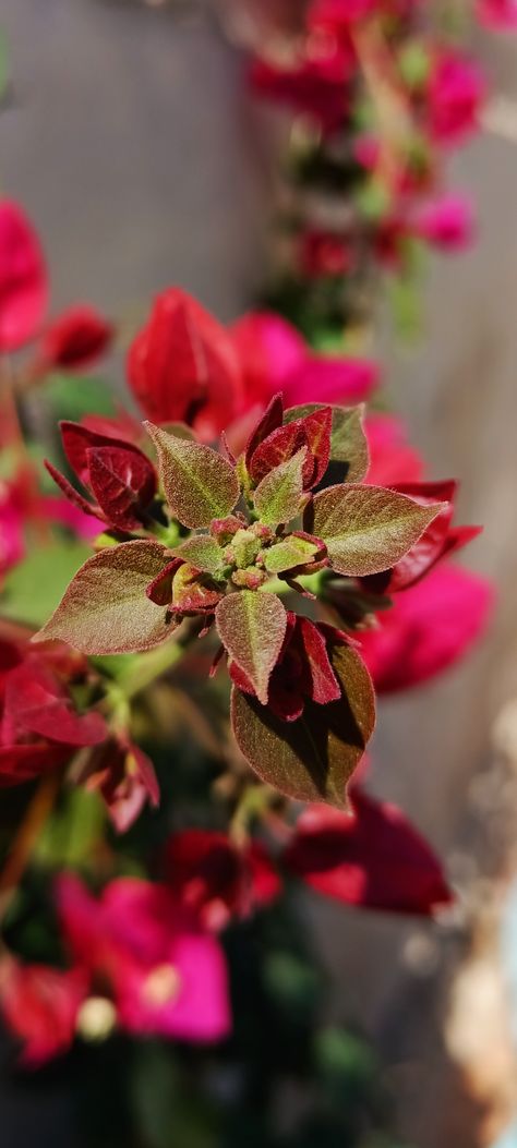 زهور Flowers, flower, plant, crazy plant Micro Flowers, Micro Photography, Reference Images, Red Peppercorn, Flowers, Photography