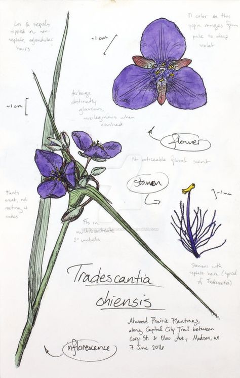 Ohio Spiderwort by Photosynthetic430 on DeviantArt Ohio Spiderwort, Wildflower Tattoo, Off Grid Living, Botany, Body Art, Wild Flowers, Ohio, Mood Board, Deviantart