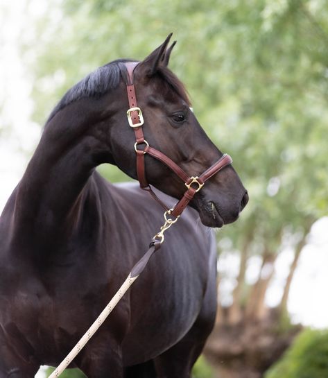 Classy and fuctional. This is the halter your horse dreams of. Find it at Evolution Equestrian Co. #tackshop #horsetack #tack #halter #leather #horse #warmblood #OTTB #pony #barn #stable #equestrian #equine #equitation Ottb Horses, Horse Warmblood, Horse Drawing Reference, Warmblood Horses, Pet Collars & Harnesses, Horse Halters, Ice Blue Color, Marine Colors, Mink Colour