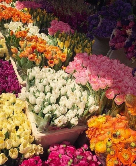 نباتات منزلية, Different Types Of Flowers, Nothing But Flowers, Flower Therapy, Spring Aesthetic, Types Of Flowers, Love Flowers, Botany, My Flower