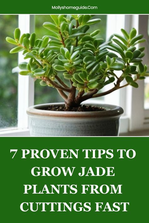 Discover the beauty of propagating jade plants from cuttings with our easy-to-follow guide. Learn how to properly prepare, plant, and care for your cuttings to ensure successful growth. Unlock the secret to creating lush, thriving jade plant babies that will enhance any indoor garden or collection. Follow our step-by-step instructions on how to grow jade plants from cuttings and watch as your new green additions flourish with minimal effort. How To Grow Jade Plant, Propagating Jade Plants, Propagate Jade Plant, Propagating Jade, Jade Plant Propagation, Plants From Cuttings, Jade Plant Care, Jade Tree, Jade Plant