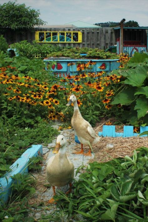 Ducks For Garden, Running Ducks Garden, Garden With Ducks, Runner Ducks In Garden, Ducks In Garden, Organic Garden Design, Garden Ducks, Ducks Garden, Garden Chickens