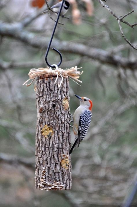 Suet log diy birdfeeders Suet Feeder Diy, Bird Feeders For Kids To Make, Fern Garden, Suet Feeder, Homemade Bird Feeders, Bird Brain, Coops Diy, Bird House Kits, Bird Aviary