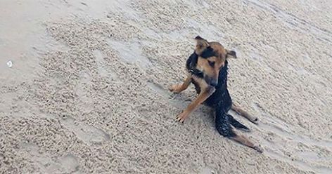 Locals ignore paralyzed dog then tourist takes one look and knows what to do Paralyzed Dog, Animal Lover, Cute Dogs, Dog Lovers, The Beach, The Incredibles, Dogs, Animals