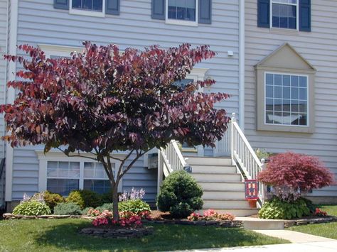 Forest Pansy Redbud Rising Sun Redbud Tree, Merlot Redbud Tree, The Rising Sun Redbud Tree, Forest Pansy Redbud, Forest Pansy Redbud Tree, Eastern Redbud Tree Front Yards, Purple Color Schemes, Backyard Inspiration, Small Backyard Landscaping