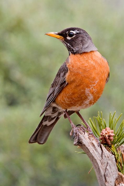 List Of Birds, American Robin, State Birds, Robin Bird, Bird Watcher, Backyard Birds, All Birds, Bird Pictures, Pretty Birds