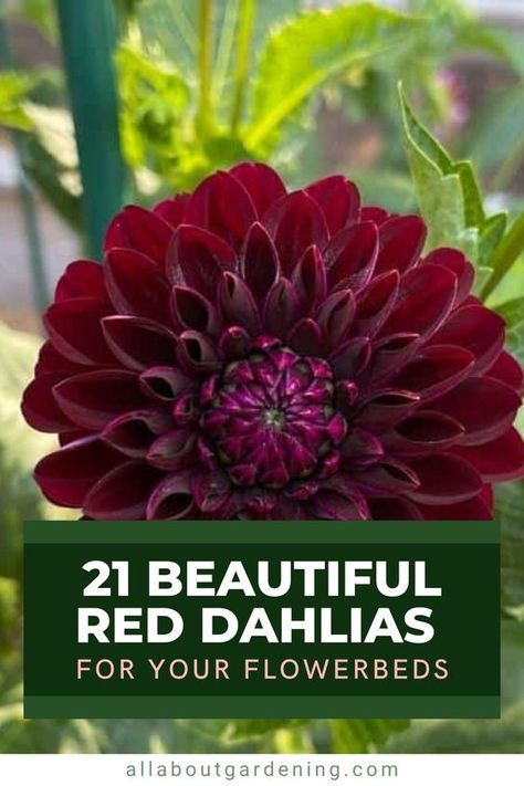 Looking to add some bold color to your flower beds this season? Red dahlias can make a statement in just about any garden. In this article, gardening expert Liz Jaros looks at her favorite red dahlia varieties to add to your garden this season. Red Dahlia Flower, Flower Planting Guide, Dahlia Flower Garden, Red Dahlias, Dahlia Varieties, Long Vase, Red Dahlia, Dahlias Garden, Red Plants