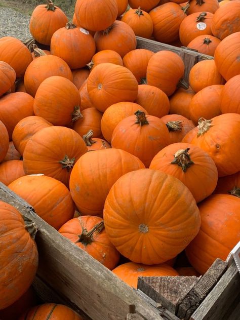 Pumpkin Fall Aesthetic, Autumn Aesthetic Orange, Fall Aesthetic Pumpkin, Fall Orange, Gilmore Girl, Pumpkin Spice Season, Pumpkin Season, Fall Inspo, Season Of The Witch