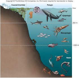 Under the Sea: Ocean Zones Inuit Food, Deep Sea Animals, Ocean Zones, Science Apps, Sharing The Planet, Ocean Projects, Marine Sea, Science Club, Underwater Theme