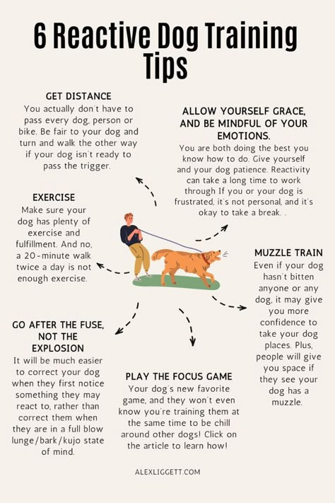 6 reactive dog training tips Aggressive Dog Training Tips, Training Reactive Dogs, How To Train A Reactive Dog, Dog Reactivity Training, Dogs Training Tips, Reactive Dog Training Tips, Reactive Dog Training, Dog Boutique Ideas, Dog Owner Tips