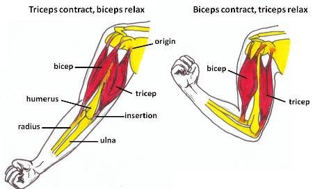 Arm Anatomy, Biceps Brachii, Latin Phrases, Muscle Anatomy, Text Graphics, Arm Muscles, Biceps And Triceps, Fitness Gym Workout, Latin Words