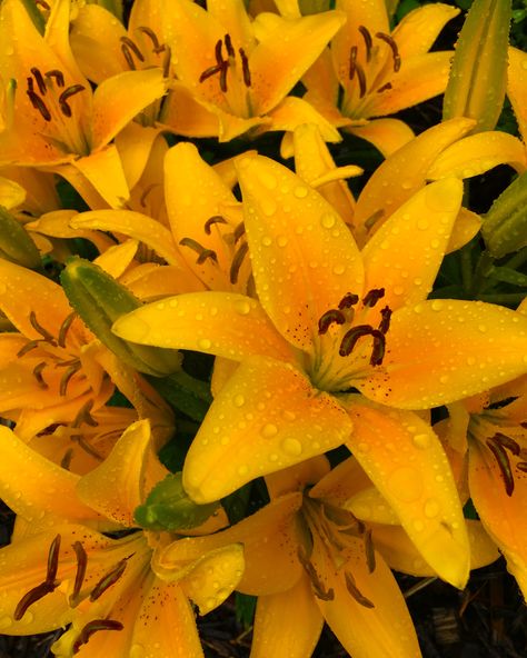 Yellow Lillies Aesthetic, Yellow Lilies Aesthetic, Lilly Core Aesthetic, Lillie Aesthetic, Lillie Core, Lilly + Core + Aesthetic, Yellow Lilly, Final Fantasy Tattoo, Fantasy Tattoo