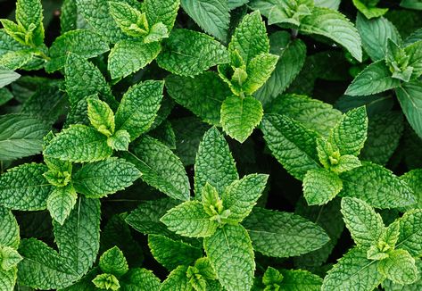 Pots Infographic, Peppermint Oil For Mice, Peppermint Spray, Mice Repellent, Cypress Oil, Eucalyptus Tea, Cedarwood Essential Oil, Peppermint Oil, Parts Of A Plant