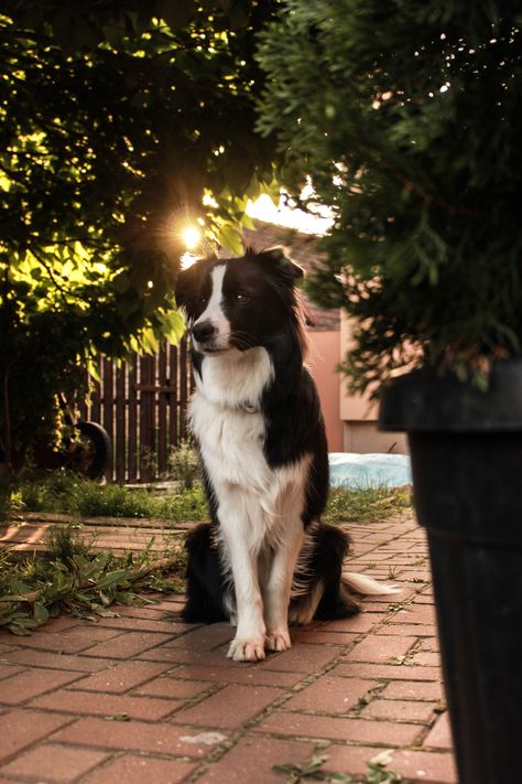 Sunset or sunrise? Border Collie Colors, Herding Dogs, Border Collie Dog, Border Collies, Collie Dog, Weimaraner, Arte Animal, Senior Dog, Dogs Of The World