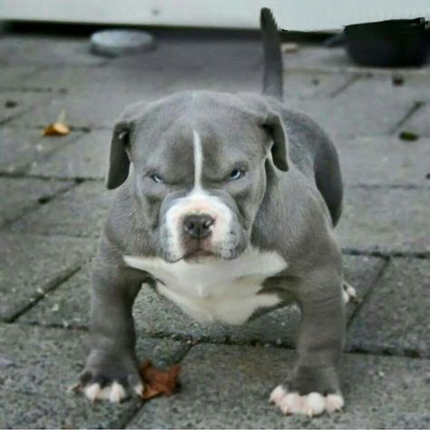 Angry dog is angry. Pit Puppies, Pitbull Dog Breed, Bully Breeds Dogs, Scary Dogs, Pitbull Puppy, Bully Dog, Pitbull Puppies, Pitbull Dog, Bulldog Puppies