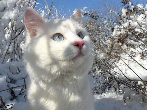 Snow Aesthetic, Söt Katt, White Cats, Warrior Cat, Cat Aesthetic, Silly Cats, Warrior Cats, Pretty Cats, Maine Coon