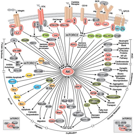 Cell Signaling, Signal Transduction, Plasma Membrane, Science Questions, Research Poster, Cell Cycle, Writing Code, Cell Biology, Cell Wall