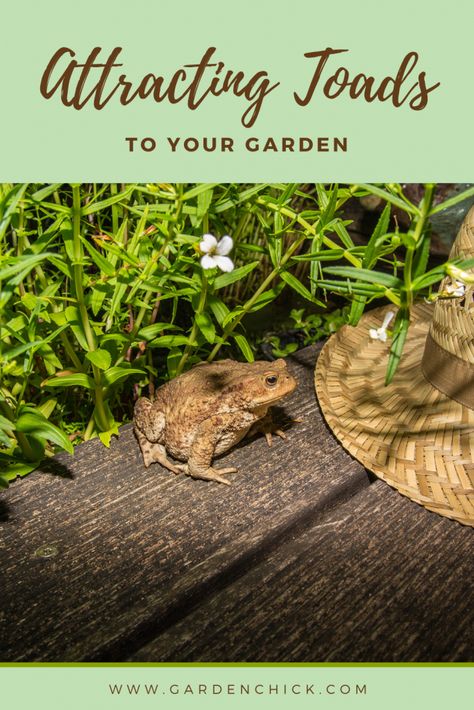 How to Attract Toads and Frogs to Your Garden – Garden Chick Small Frog, Organic Pest Control, Water Sources, Summer Heat, Frog And Toad, Toad, Fresh Vegetables, Terracotta Pots, Raised Garden Beds