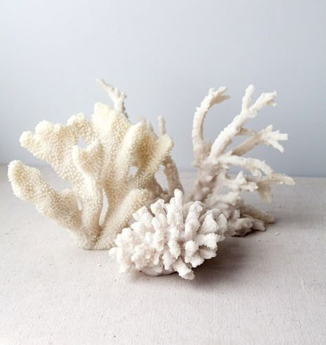 White Coral, Shades Of White, Natural Living, Beach Cottages, Beach Decor, Sake, Beach Wedding, Floral Rings, A Table