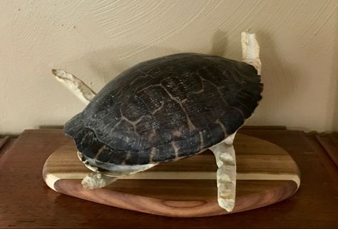 Turtle shell, Antler & Wood. #turtle #antlers #mixedmediaart Antler Display, Turtle Shell, Antlers, Mixed Media Art, Creative Design, Shells