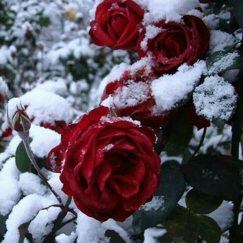 Snow Rose, Frozen Rose, Rose Belle, Painting Snow, Winter Rose, Rare Flowers, Winter Flowers, Beautiful Rose Flowers, Rose Garden