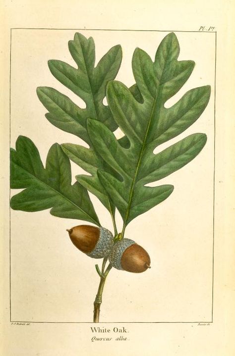 One of hundreds of thousands of free digital items from The New York Public Library. Acorn Drawing, Oak Tree Drawings, White Oak Leaf, Blackout Tattoo, Acorn And Oak, Illustration Botanique, Vintage Botanical Prints, Scientific Illustration, Oak Leaves