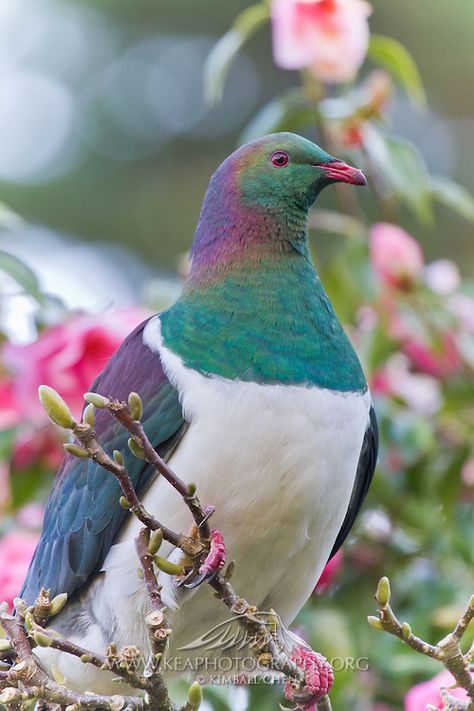 New Zealand wood pigeon New Zealand Wildlife, Nz Birds, New Zealand Birds, Wood Pigeon, Kinds Of Birds, Colorful Bird, White Cloud, All Birds, Exotic Birds