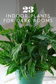 Plants For Dark Rooms, Diy Container, Low Light House Plants, Indoor Plants Low Light, Dark Rooms, Houseplants Low Light, Low Light Indoor Plants, Household Plants, Plant Care Houseplant