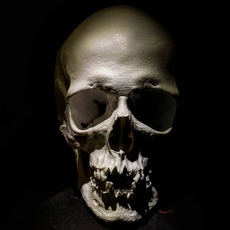 Skull Lighting Reference, Skull Photography, Traditional Panther Tattoo, Skeleton Artwork, Skull Anatomy, Skull Light, Skull Reference, Body Art Photography, Skull Island