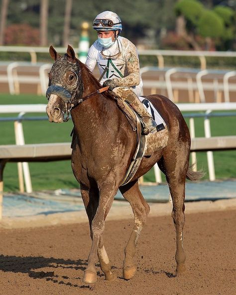 Breeders Cup, Thoroughbred, Kentucky Derby, Harp, Horse Racing, Chestnut, Kentucky, Derby, Horses