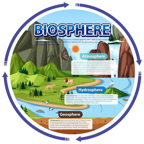 Biosphere ecology infographic for learni... | Free Vector #Freepik #freevector #earth-illustration #cartoon-earth #science-cartoon #geography Earth Subsystems Poster, 4 Subsystems Of The Earth, Subsystems Of The Earth, Biosphere Project, Ecology Infographic, Lab Poster, Cartoon Earth, Science Infographics, School Works