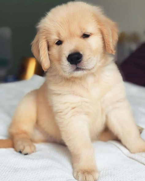 Cute Dog Wallpaper, Cute Dogs Images, Very Cute Puppies, Super Cute Puppies, Cute Dog Photos, Cute Animals Puppies, Very Cute Dogs, Really Cute Dogs, Cute Dog Pictures