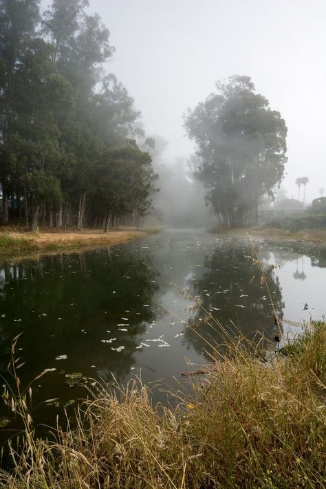 Dark Lake, Crawdads Sing, Dark Landscape, Summer Storm, Light Study, Eco Travel, Morning Mist, Green Lake, Books Aesthetic