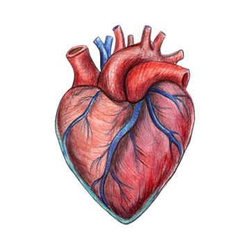 Organ Illustration, Organs Illustration, Human Heart Illustration, Anatomical Heart Drawing, Human Heart Drawing, Heart Organ, Illustration Heart, Heart Diagram, Body Diagram