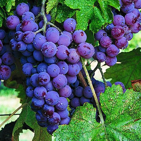 Grapes - Sunset Grape Arbor, Growing Grapes, Fruit Seeds, Purple Grapes, Flowers Wallpaper, All Things Purple, Fruits And Veggies, Fruit Trees, Fruits And Vegetables