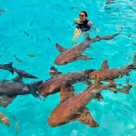 Top Things to do in Exuma Bahamas: The Ultimate 2019 Guide | Diana's Healthy Living Bahamas Travel Guide, Exuma Island, Pig Beach, Visit Aruba, Bahamas Resorts, Great Exuma, Exuma Bahamas, Swimming Pigs, Canada Vacation