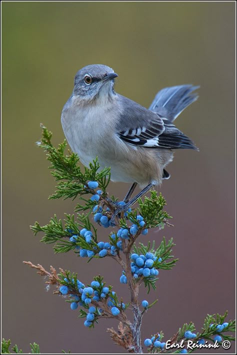 Northern Mockingbird | Earl Reinink | Flickr Northern Mockingbird, Mocking Birds, Most Beautiful Birds, Kinds Of Birds, Birds And Butterflies, Blue Birds, Beautiful Bird, Bird Pictures, All Birds