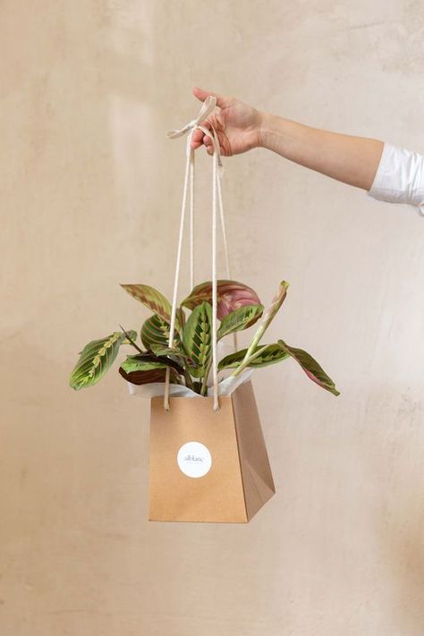 Plant Packaging Ideas, Maranta Tricolor, Plant Packaging, Logo Garden, Wedding Favour Jars, Plant Party, Mother's Day Activities, Packaging Design Trends, Flower Branding